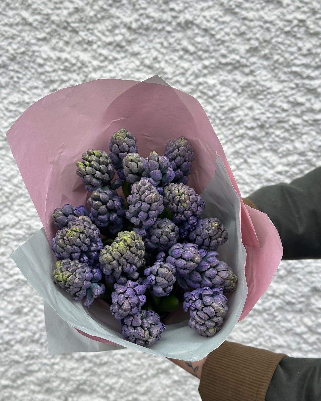 Simple Hyacinth