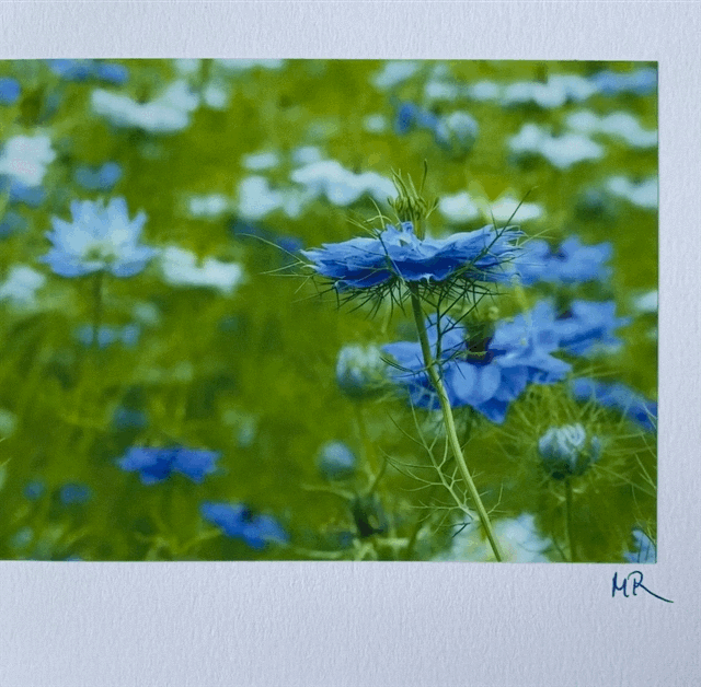 Gift Card - Love in the Mist