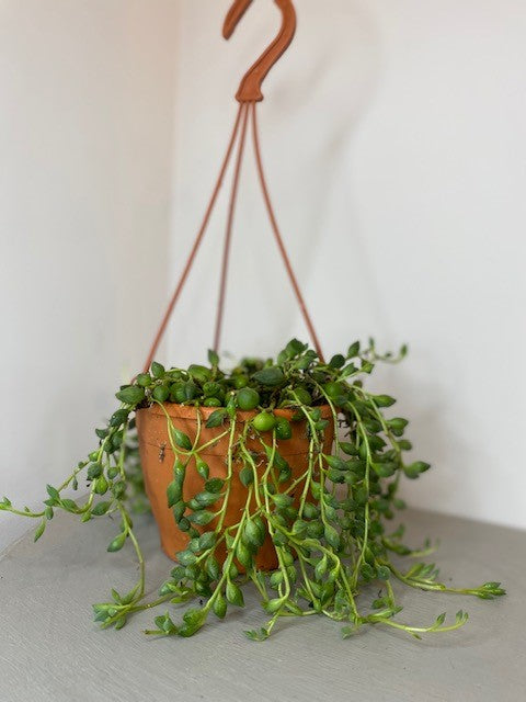 String of Pearls -Senecio