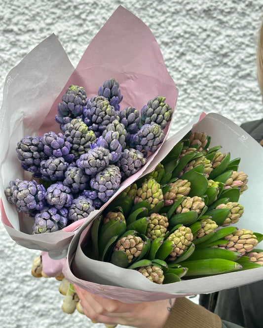 Blue Hyacinth bunch and Pink Hyacinth Bunch wrapped in Pink paper
