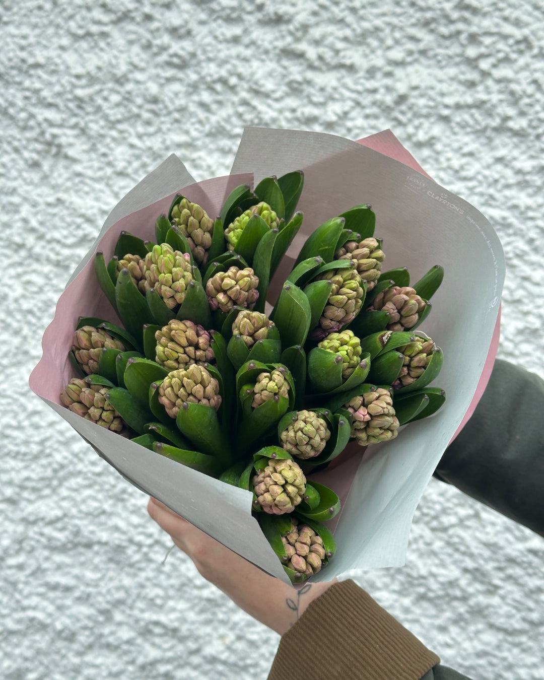 Simple Hyacinth