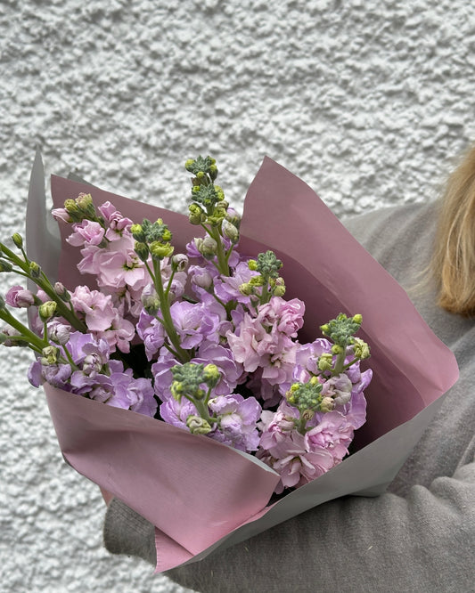 Bouquet of pink  Stock flowers wrapped in pink paper held by a person against a textured grey background