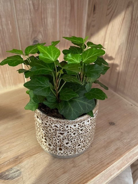 Miniature ivy -Vinyasa pot