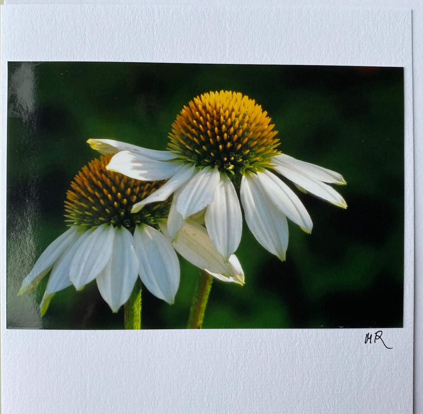Blank Gift Card - White Echinacea