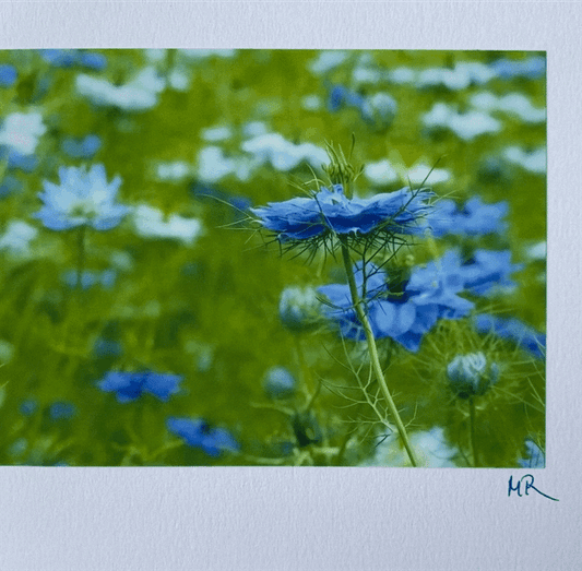 Gift Card - Love in the Mist