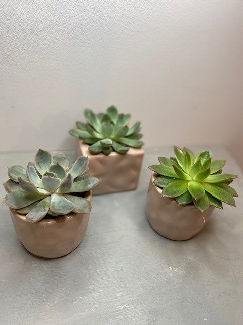 Trio of mini Succulents  - Blush pink pots
