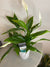 Peace Lily - Air purifying