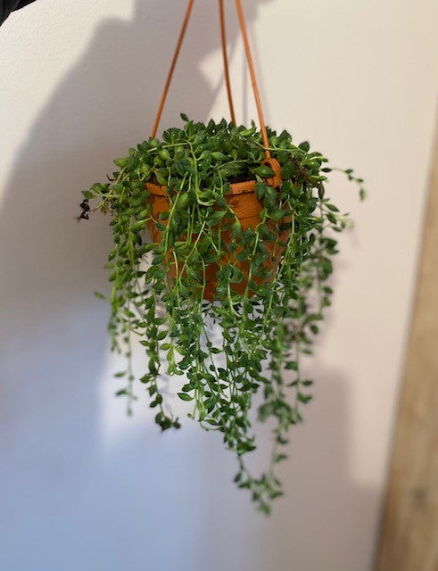 String of Pearls -Senecio