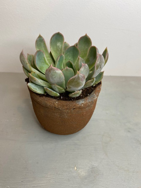 Succulent miniature in Brown rustic pot